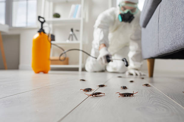 Post-Treatment Bed Bug Interceptor Monitoring in Maryville